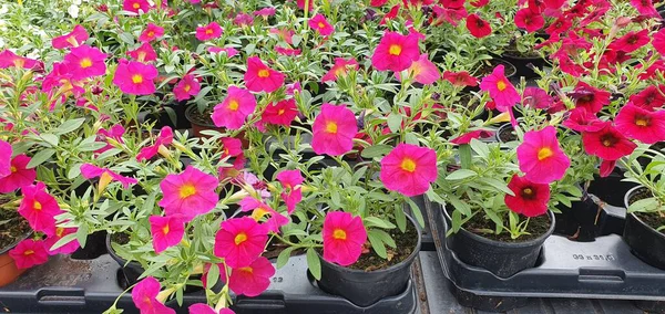 Bahçe merkezinde bahar çiçekleri