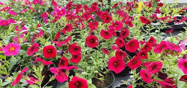 red flower pot in a garden center