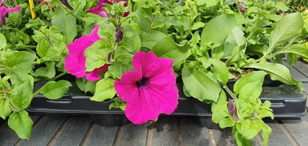 Vårblommor Ett Trädgårdscenter — Stockfoto