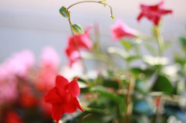 Terasta bahar çiçekleri