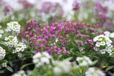 Lobularia maritima ya da Alyssum maritimum çiçekli beyaz çiçek ve pembe çiçek
