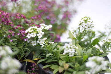 Lobularia maritima ya da Alyssum maritimum çiçekli beyaz çiçek ve pembe çiçek