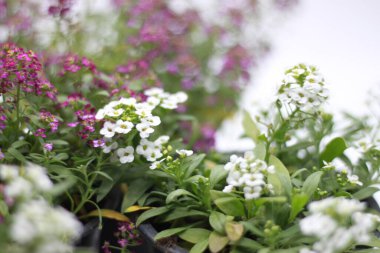 Lobularia maritima ya da Alyssum maritimum çiçekli beyaz çiçek ve pembe çiçek