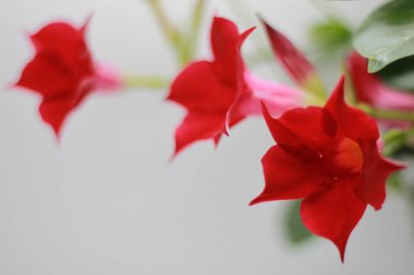 Beyaz arkaplanda kırmızı çiçek ve yeşil yaprak izole