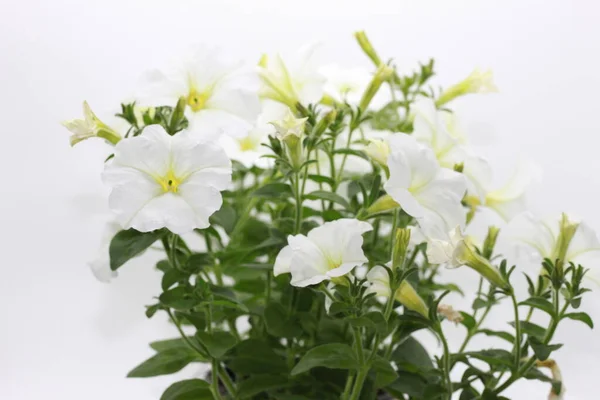 Beyaz Arka Planda Yeşil Yapraklı Beyaz Petunyalar — Stok fotoğraf