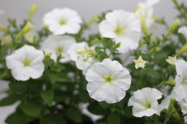 Beyaz Arka Planda Yeşil Yapraklı Beyaz Petunyalar — Stok fotoğraf