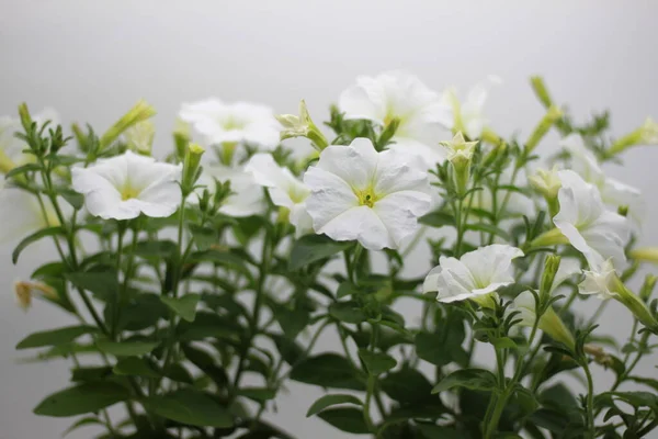 Petunias Blancas Con Hojas Verdes Aisladas Sobre Fondo Blanco —  Fotos de Stock