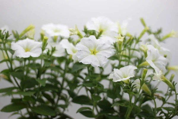 Vit Petunior Med Gröna Blad Isolerad Vit Bakgrund — Stockfoto