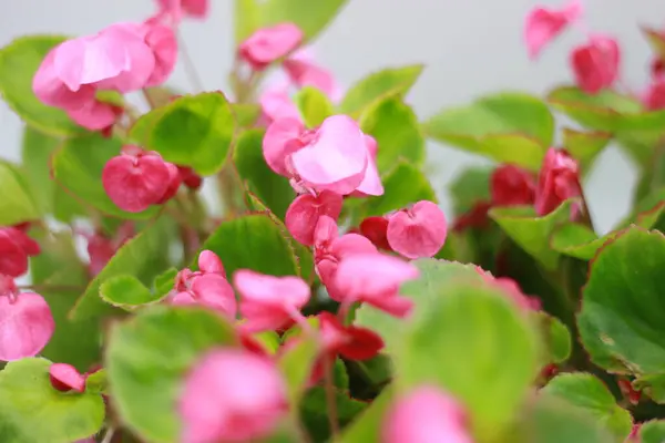 Pink Flower Begonia Plant Isolated White Background — Stock Photo, Image