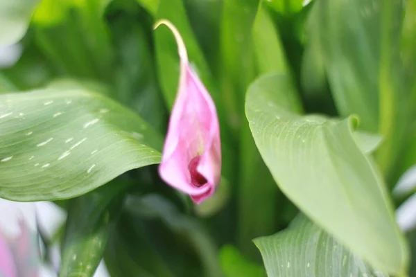 Pembe Zambak Pembe Sümsük Kuşu Beyaz Arkaplanda Izole Edilmiş — Stok fotoğraf