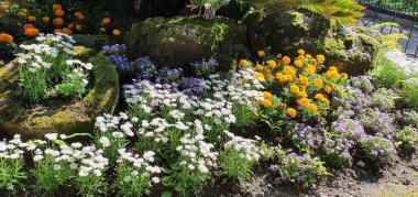 a beautiful shot of different plants and flowers