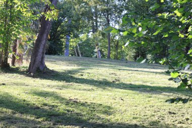 Parkta yeşil çimenler