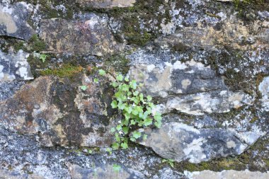 Yosun ve bitkilerle kaplı taş duvar arkaplanı