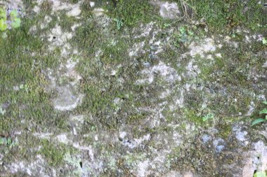 Yosun ve bitkilerle kaplı taş duvar arkaplanı