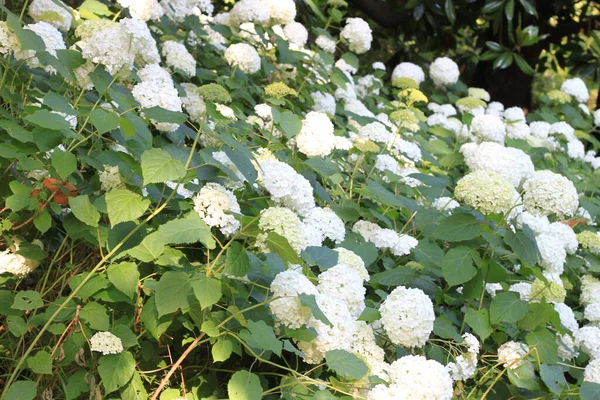 Hermosas Flores Del Valle Jardín Día Soleado Primer Plano — Foto de Stock