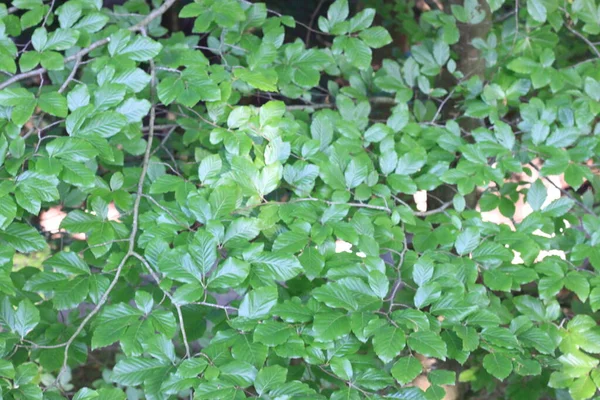 Zielone Liście Ogrodzie Naturalne Tło — Zdjęcie stockowe