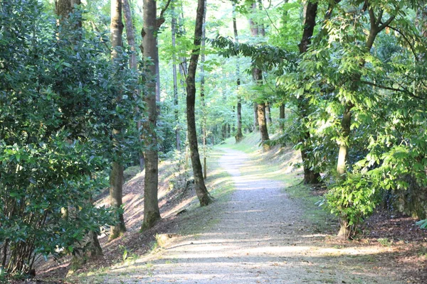 Landskap Stig Skog Baskien Spanien — Stockfoto