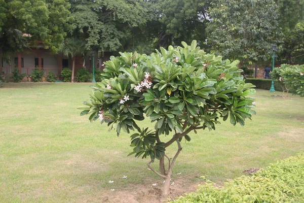 Hindistan Bir Bahçede Çiçekli Ağaç — Stok fotoğraf