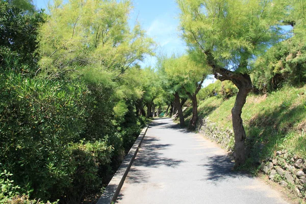 Camino Entre Árboles Tamarix Biarritz País Vasco — Foto de Stock