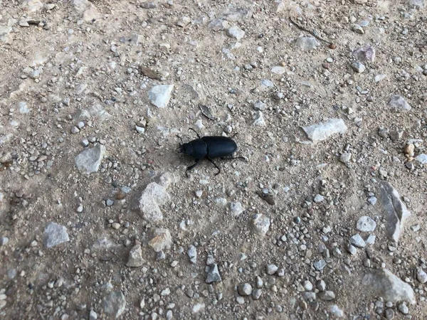 black beetle on a stone path