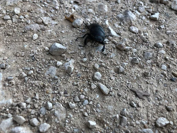 Siyah Böcek Taş Bir Yolda — Stok fotoğraf