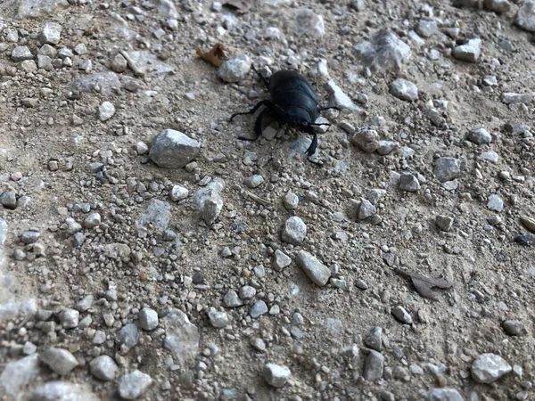 Escarabajo Negro Camino Piedra — Foto de Stock