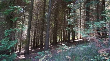 Urkiola 'daki orman Bask ülkesindeki doğal parktır.