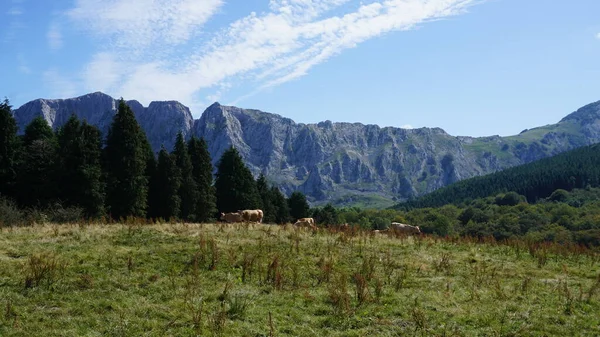 Корови Природному Парку Уркіола Країні Басків — стокове фото