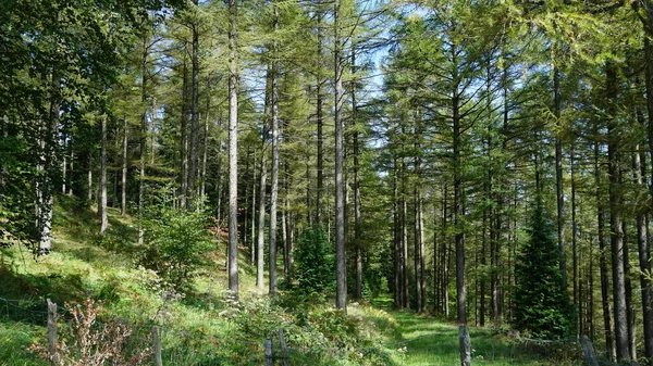 バスク地方のウルキオラ自然公園の森 — ストック写真