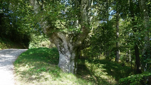 バスク地方のウルキオラ自然公園の森 — ストック写真