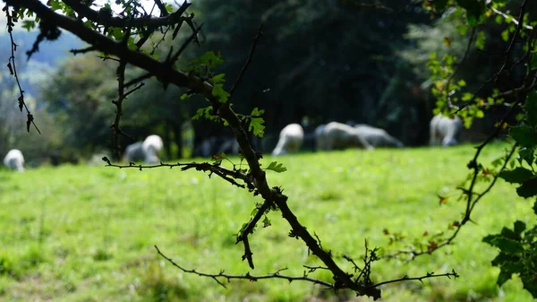 Bask Ülkesindeki Urkiola Doğal Parkında Koyun — Stok fotoğraf
