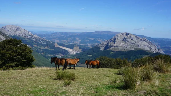 Άλογα Στο Φυσικό Πάρκο Urkiola Στη Χώρα Των Βάσκων — Φωτογραφία Αρχείου