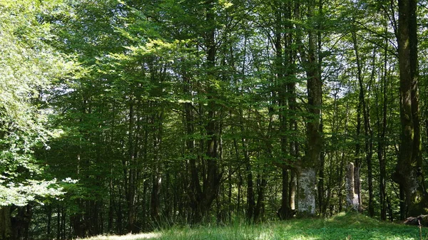 Skogslandskap Hayedo Urkiola Naturparken — Stockfoto