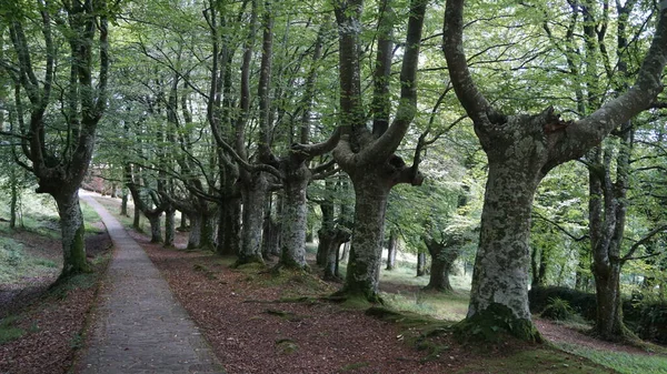 Kopfbedeckter Buchenwald Naturpark Urkiola Baskenland — Stockfoto
