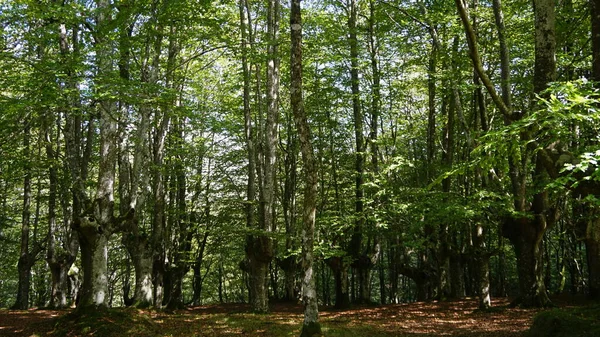 Polaryzowany Las Bukowy Parku Naturalnym Urkiola Kraju Basków — Zdjęcie stockowe