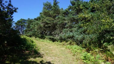 Doğal bir parkta patika