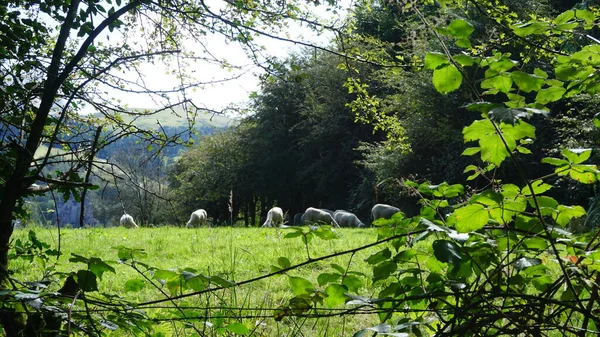 Sheep Urkiola Natural Park Basque Country — Stock Photo, Image