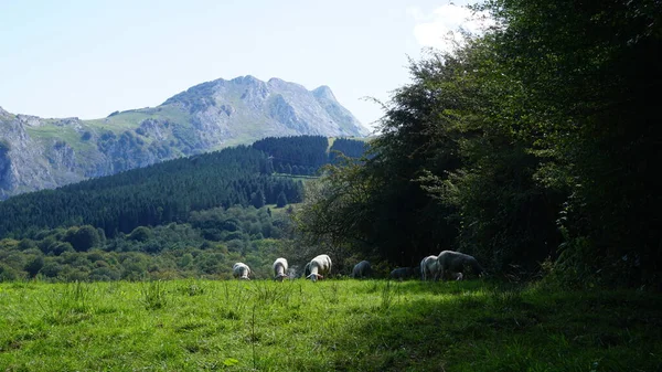 Schafe Naturpark Urkiola Baskenland — Stockfoto