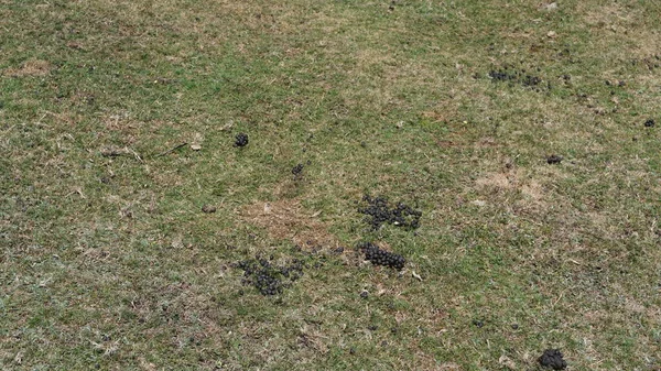 Sheep Excrement Organic Fertilizer Ukiola Natural Park Basque Country — Stock Photo, Image