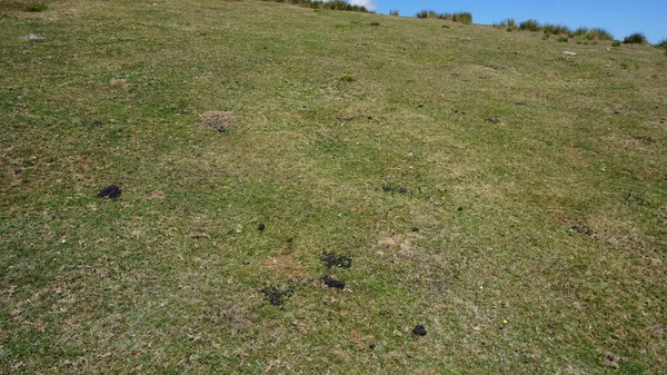 バスク地方のウキオラ自然公園での有機肥料としての羊の排泄 — ストック写真