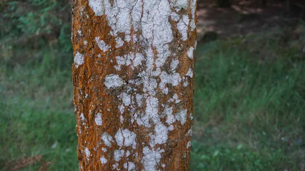 Biały Mech Czerwonym Drzewie Kory — Zdjęcie stockowe