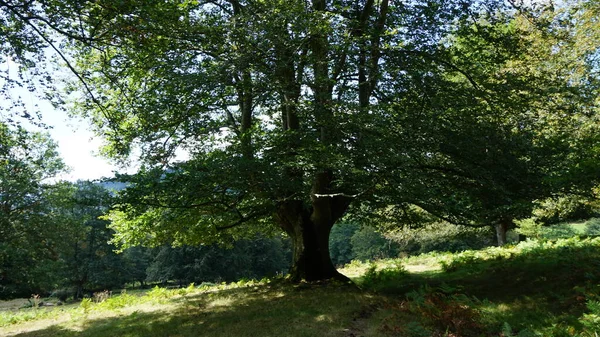 Förorenad Bokskog Urkiola Naturpark Baskien — Stockfoto