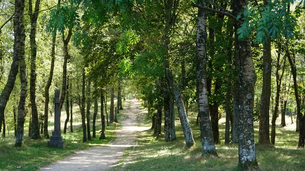Estações Cruz Entre Árvores Santuário Urkiola País Basco — Fotografia de Stock
