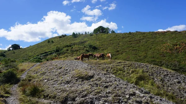 horses in the bush in Deba, Basque Country