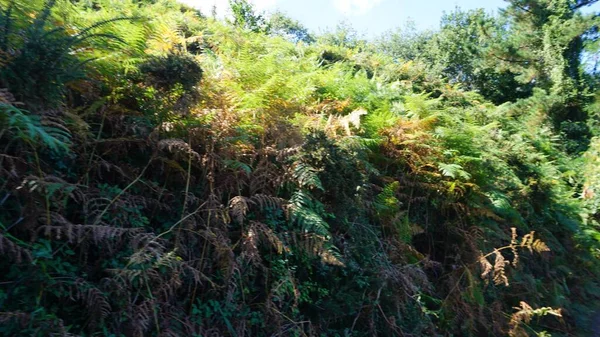 Achtergrond Van Vegetatie Van Deba Bergen Het Baskenland — Stockfoto