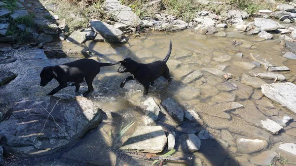 Zwarte Hond Puppies Zwemmen Een Stroom — Stockfoto