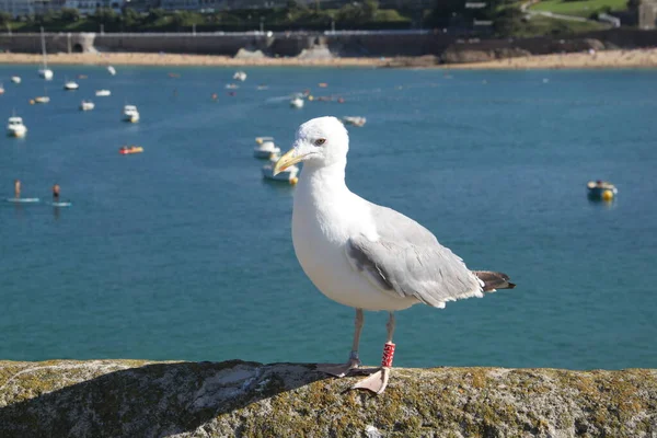 ringed seagull for monitoring with the Bay of Donostia San Sebastian in the background