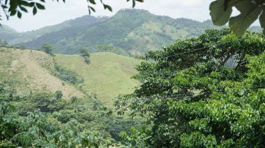 a beautiful shot of a green rainforest surrounded by greenery and trees in the background.