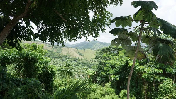 Vacker Skog Natur Bakgrund — Stockfoto