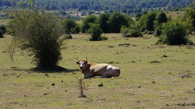 Navarra 'daki Sierra de Urbasa' da sessizce yatan inekler.